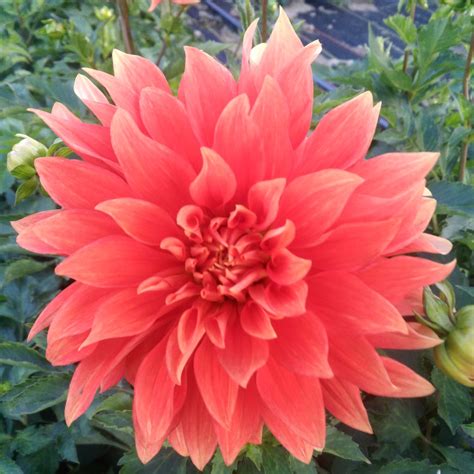 Hot Tamale B ID DB Roving Radish