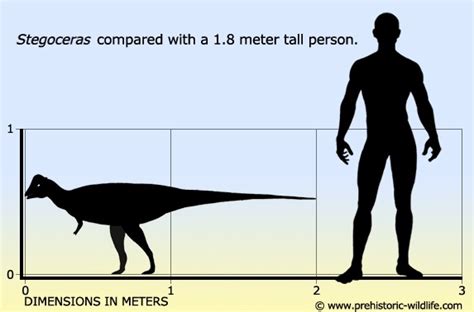 Stegoceras Pictures And Facts The Dinosaur Database