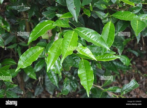 tea cultivation in south india Stock Photo - Alamy