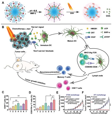 Schematic Representation Of The Prodrug Vesiclesmediated Cancer