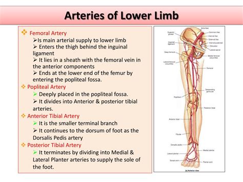 Label The Arteries Of The Lower Limb