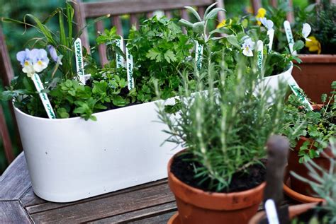 Herbes aromatiques balcon idées conseils et photos