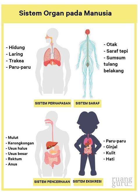 Apa Itu Sistem Organ Dan Organisme Ciri Ciri Dan Contohnya Biologi