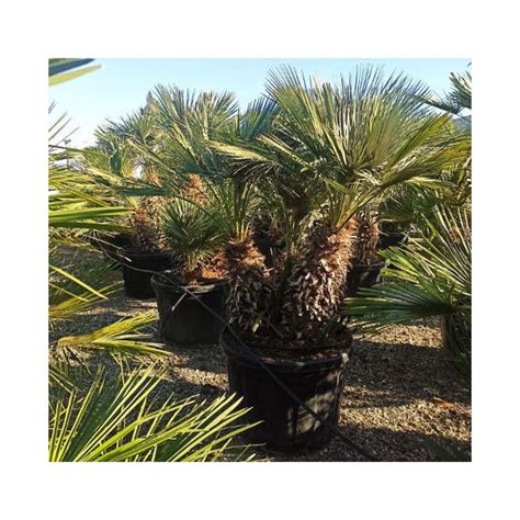 Chamaerops Humilis Palmier Doum Pot De 40 Litres Stipre 40 60 Total