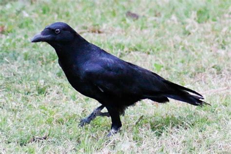 Torresian Crow The Birds Of Toowoomba Region · Inaturalist