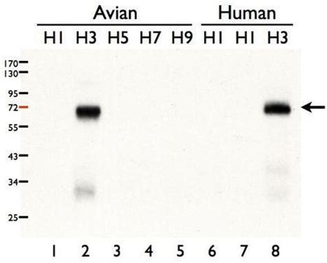 Influenza A H3n2 Ha Polyclonal Antibody Pa5 34930