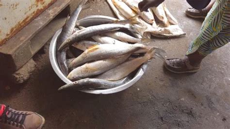 Marché au poissons de Douala Douala F Stock Video Pond5