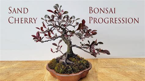 From The Clearance Rack At Lowe S To Bonsai Purpleleaf Sand Cherry