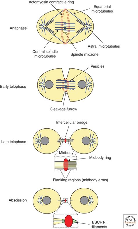 Cytokinesis In Animal Cells Abstract Europe Pmc