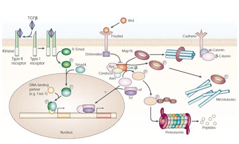 The Wnt and TGFβ signalling pathways Transforming growth factor β