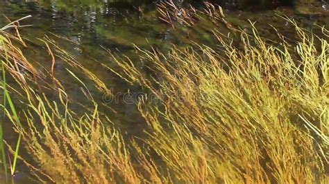 Long Grass Silhouette Blowing In The Wind Green Screen 4k Loop Stock