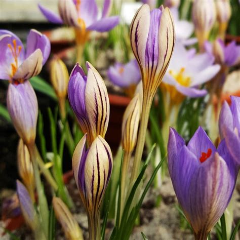 Krokus Wiosenny De Jager 3 Szt Cebulki Krokusy BENEX Sklep EMPIK