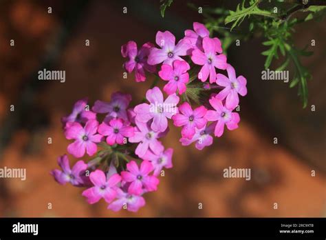 Verbena Enchantment Hot PInk Flowers Stock Photo Alamy