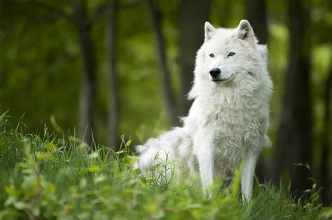 Arctic Wolf Shedding Winter Coat - Cool Wildlife