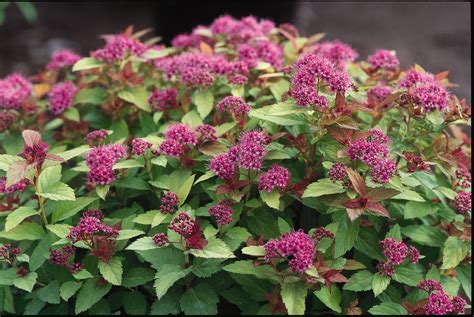 Magic Carpet Spirea Magic Carpet Spirea Colorful Shrubs Spirea