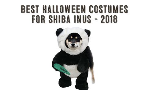 Best Shiba Inu Costumes for 2018 - My First Shiba Inu