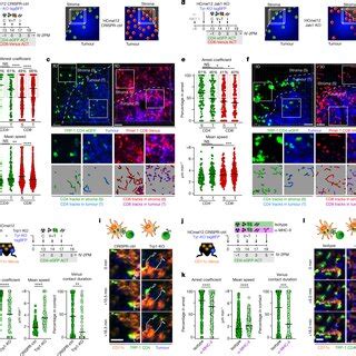 CD4 Effector T Cells Interact With MHC II Expressing CD11c