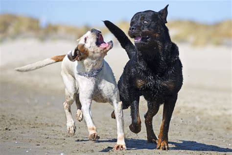 Cachorro Brigando Como Evitar E O Que Fazer Para Apartar Petz