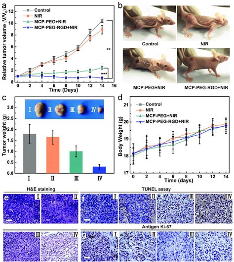 In Vivo Ptt A Tumor Growth Curves Of Mice After Different Treatments