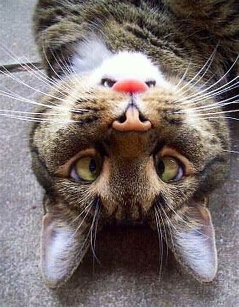 Upside Down Cat With Eyes Crossed And Tongue Out Funny Animal Pictures