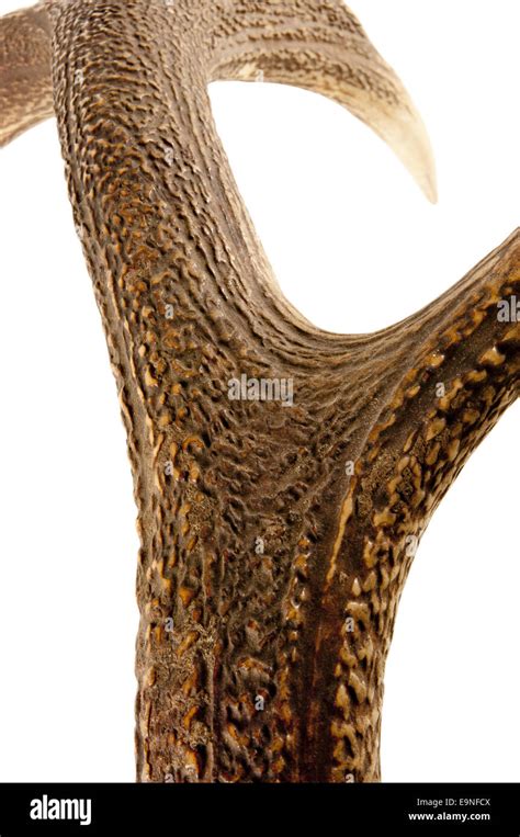 Antler Hi Res Stock Photography And Images Alamy