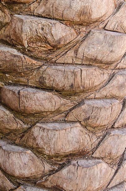 Palm Tree Bark Texture Stock Photos Pictures And Royalty Free Images