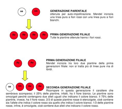 Mendel E La Genetica Ourboox