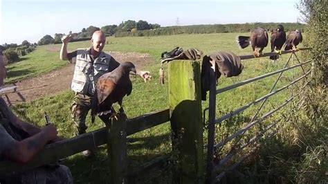 Harris Hawks Hunting With Ferrets Season 2016 17 Rabbits 3 7 Youtube