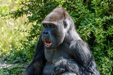 Funny Gorilla Smiling