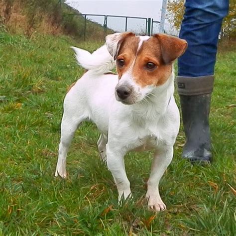 Hypso chien croise jack russel à adopter dans la région Ile de France