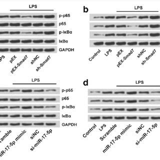 Smad Overexpression And Mir P Suppression Alleviated Lps Induced