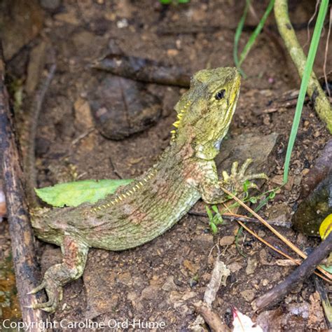 Zealandia Wildlife Sanctuary Wellington Karori Urban Ecosanctuary New ...