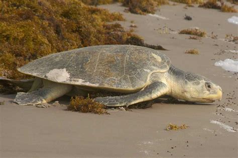 Kemp S Ridley Sea Turtle