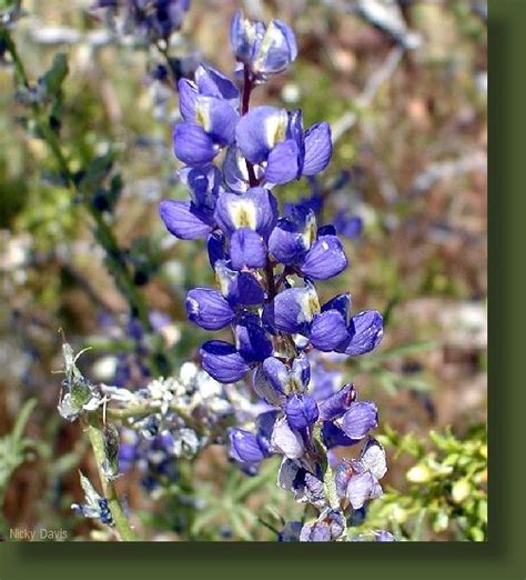 Photos of Utah blue to purple wildflowers, Desert Lupine, Fabaceae ...