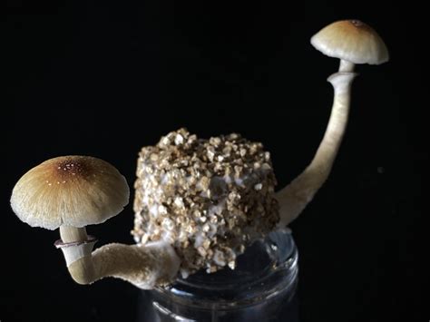 Actives First Time Grower First Time User Some See Mushrooms Here I See Hope