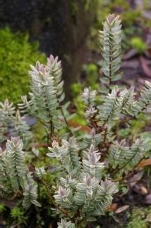 Hebe Veronica Silver Dollar In The Veronicas Database Garden Org