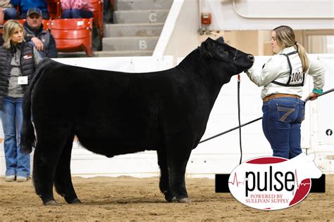 Ohio Beef Expo Maine Anjou Steers The Pulse