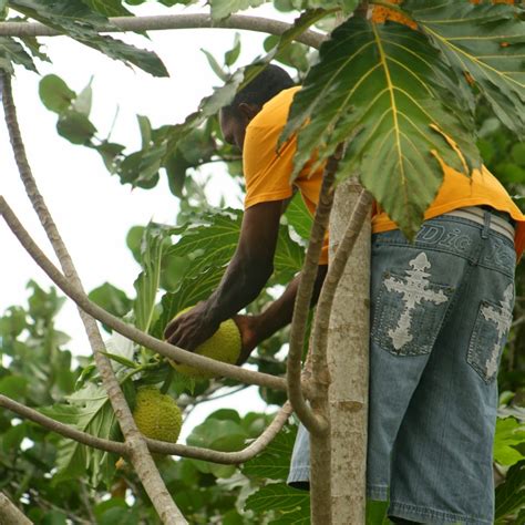 South Englishtown Gazette: The Breadfruit Tree