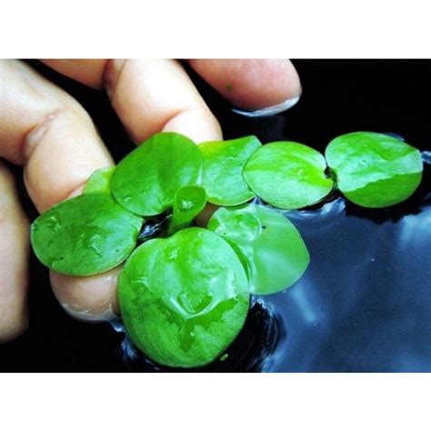 Jual Frogbit Amazon Tanaman Air Aquascape Aquarium Tumbuhan Apung