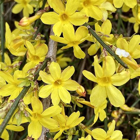 Winter Jasmine (Jasminum nudiflorum) - Garden.org