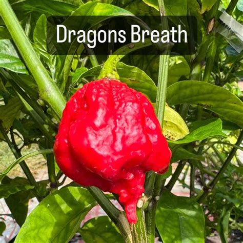 Dragon’s Breath Seeds – Lonestar Mastiffs Farms