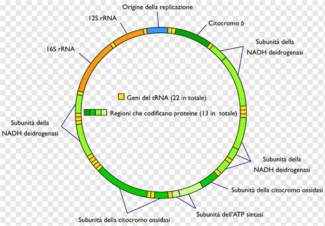 Adn Mitocondrial Genoma Mitocondria Adn Nuclear Adn Diverso Ngulo