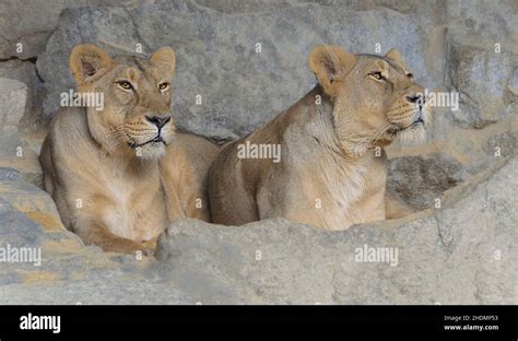Lions Leo Lion Stock Photo Alamy