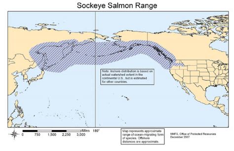 Sockeye Salmon - Living Marine Resources BIO 340 - Marine Biology ...