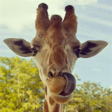 Giraffe Picking Its Nose Rpics