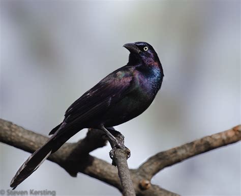 Common Grackle | Audubon Field Guide