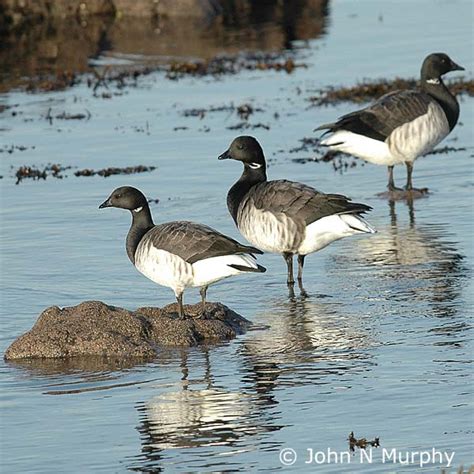 Branta Bernicla Hrota Pale Bellied Brent Goose Northern Irelands