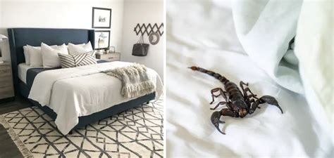 How To Keep Scorpions Out Of Your Bed 9 Easy Ways 2024