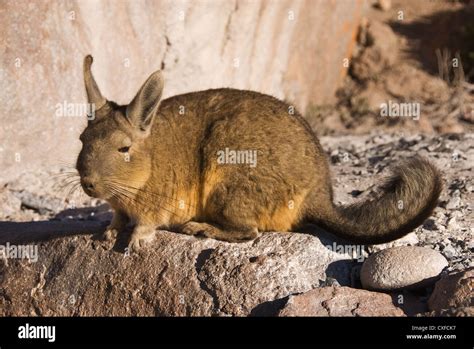 Andean Viscacha Hi Res Stock Photography And Images Alamy