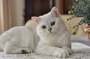 White British cat - photo, breed description, character